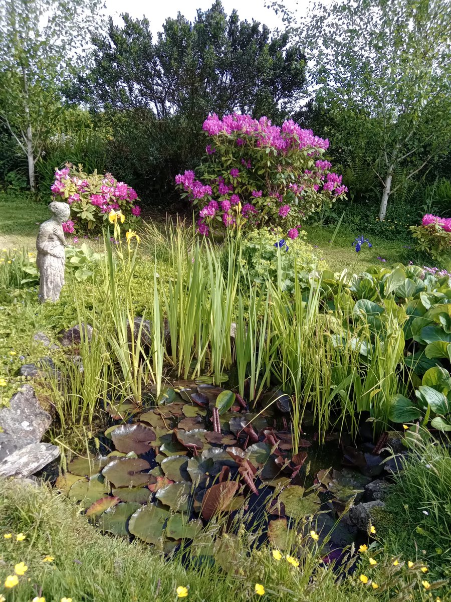 _salvagem's tweet photo. She's some woman for one woman.
#themammy
60 years, and deft green fingers, there's never one break in the flowering season.
#somewomanforonewoman https://t.co/OVPdIgwJOz