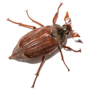 HomeRunPest's tweet image. Beetles bugging you in Dallas? 🪲  Don't let these pests take over your home!  Our latest blog is your guide to identifying and controlling common beetles in the DFW area.  #PestControl #BeetleInvasion #HomeRunPest
bit.ly/3LN0V45