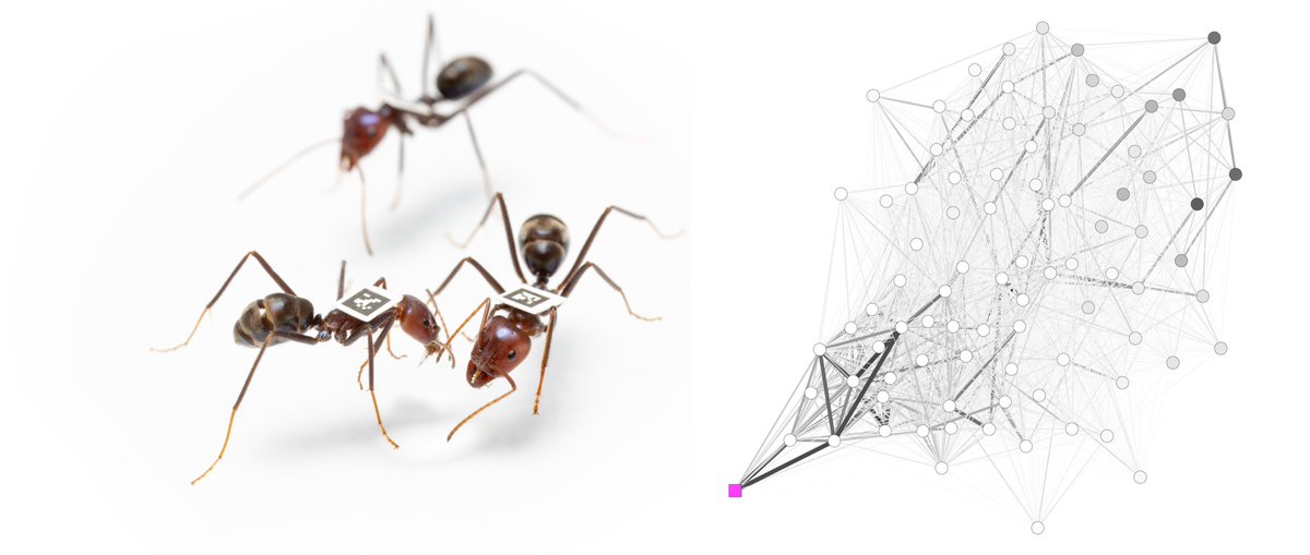 Tom Kay (@tomas_a_kay) on Twitter photo Published today: we made controlled comparisons of social network structures of 5 ant species from 5 subfamilies with diverse life-histories. Some aspects of network structure deeply conserved; others variable. We speculate on links to life-history & ecology 1/ Published today: we made controlled comparisons of social network structures of 5 ant species from 5 subfamilies with diverse life-histories. Some aspects of network structure deeply conserved; others variable. We speculate on links to life-history & ecology 1/