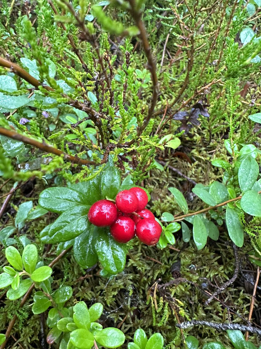 Joy of Finnish summer are all kind of berries in Finnish forests and mires. And they are free to be picked up. Here we have #blueberry, #bilberry, #lingonberry and #crowberry, which grow in the forests. Not included in photos are #cloudberry and #cranberry, which grow on mires.