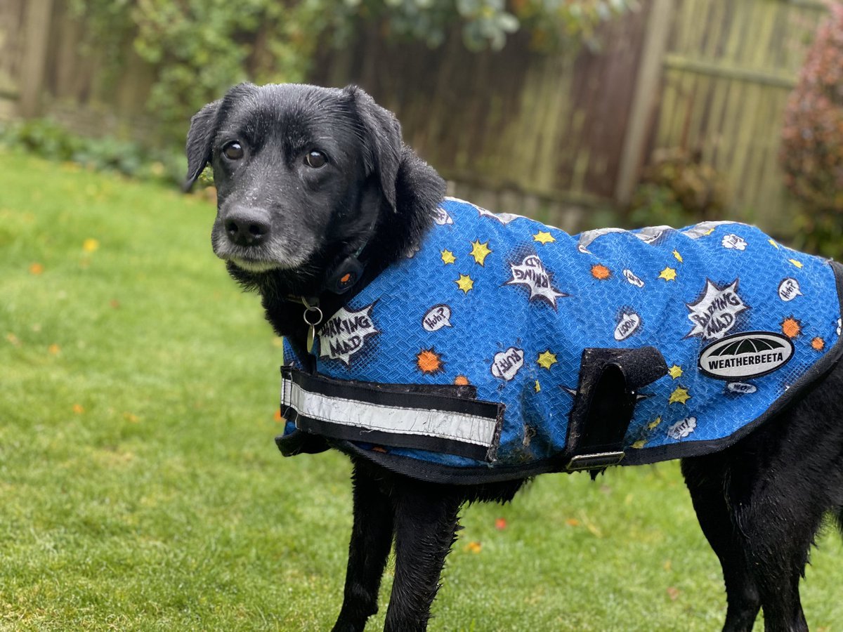 304__ETH's tweet photo. All vets dogs need jackets ☺️ https://t.co/1umVcpky68