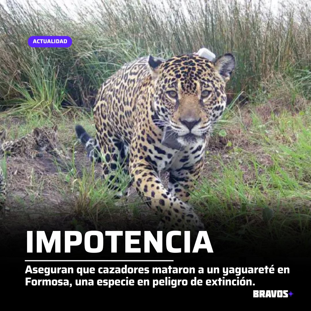 Uno de los 5 yaguaretés que quedaban en Formosa fue cazado y asesinado ayer, informaron desde el Ministerio de la Producción y Ambiente de la provincia. "Con la especie apenas esquivando la extinción en la provincia y la región, en un año y medio 2 de esos yaguaretés fueron