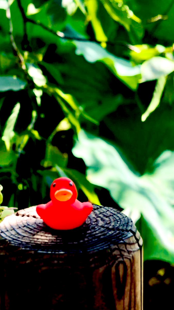 jaysonstreet's tweet image. This was a beautiful place for a #DuckArmyInvasion 😊 #HackerAdventures