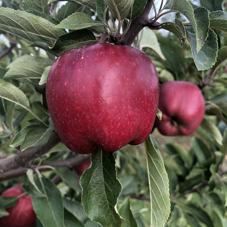 Harvest the potential of your #apple crop with ReTain PGR. Apply 4 weeks prior to the anticipated beginning of the normal harvest for the specific variety you are spraying. bit.ly/3PI7bgC
