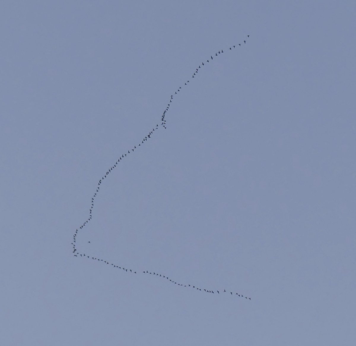 Fantastic Common Scoter migration over Humber this evening from back garden in Swinefleet 428 birds in three flocks between 20.25 and 21.00