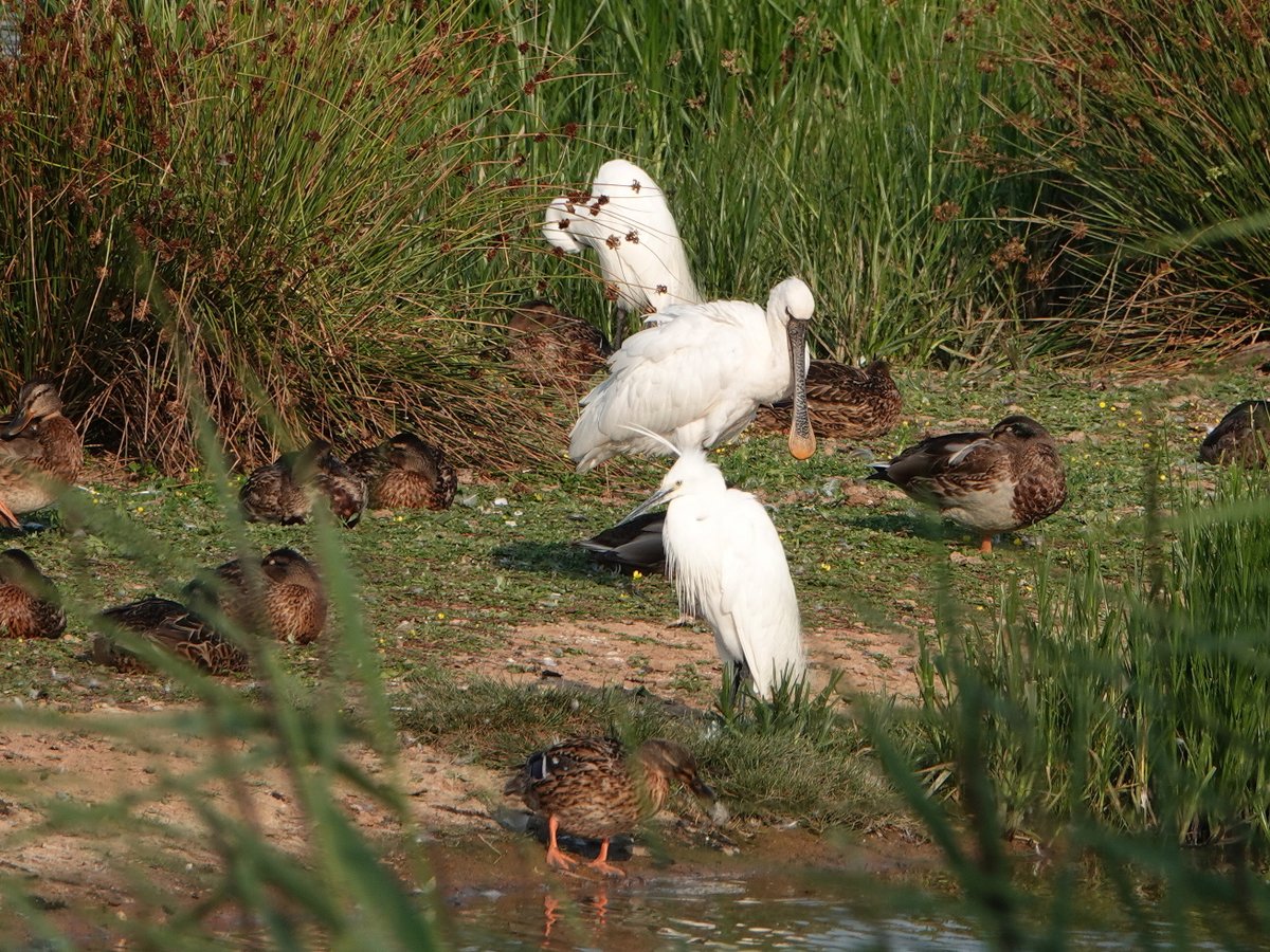 exeterbirder's tweet image. Spoonbill on #BowlingGreenMarsh still before flying out to feed on the Clyst and a Kestrel near the #ViewingPlatform this evening.