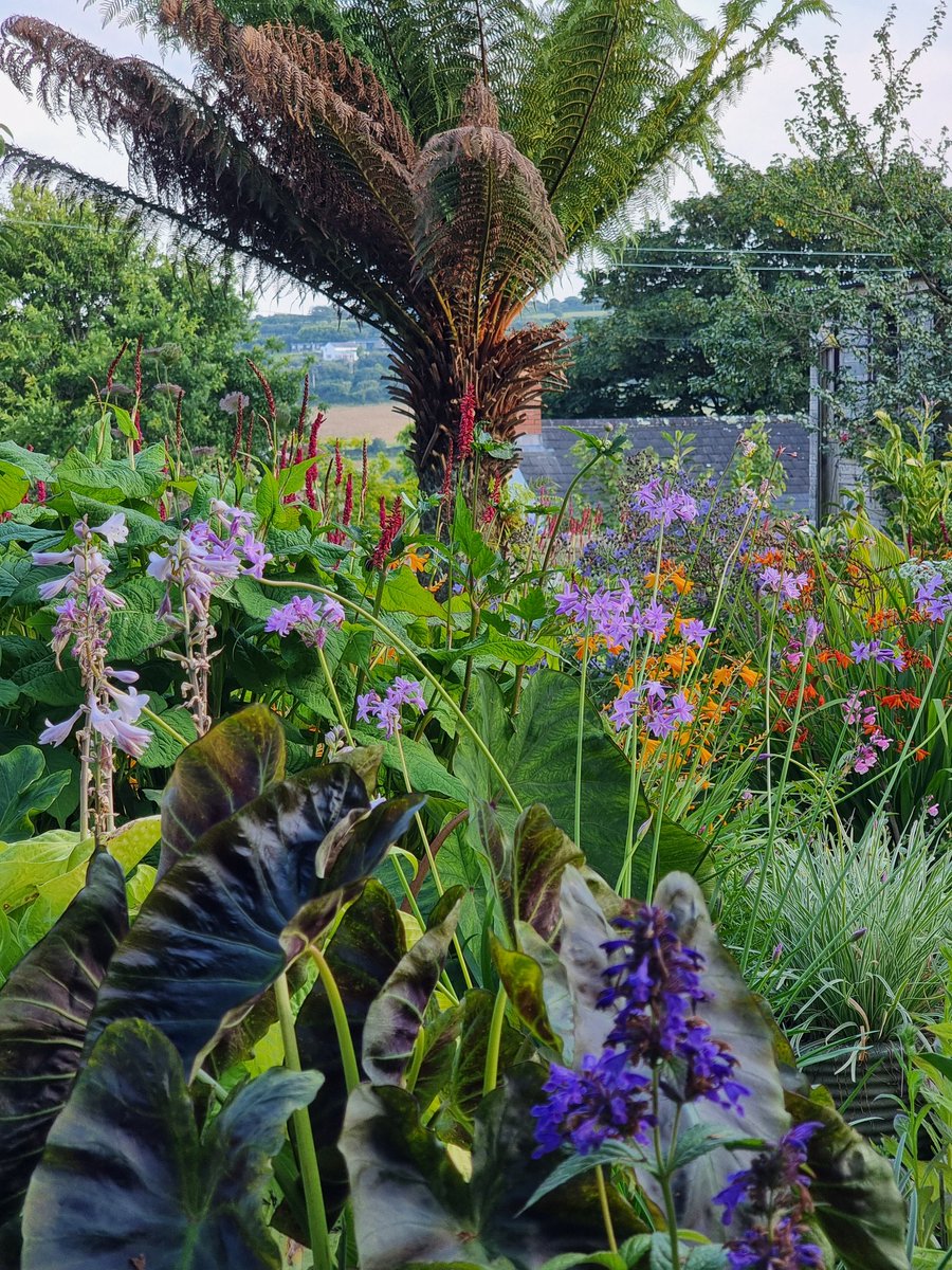 BobMehen's tweet photo. Evening in the garden. #gardens #treeferns #flowers #Cornwall https://t.co/iu5jMeokJ5