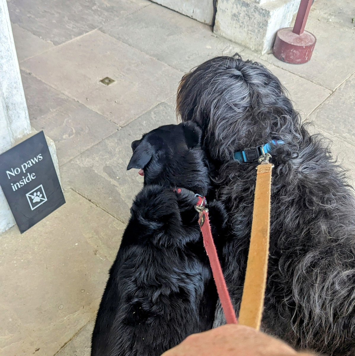 Molly Bear & Flossie tweet media