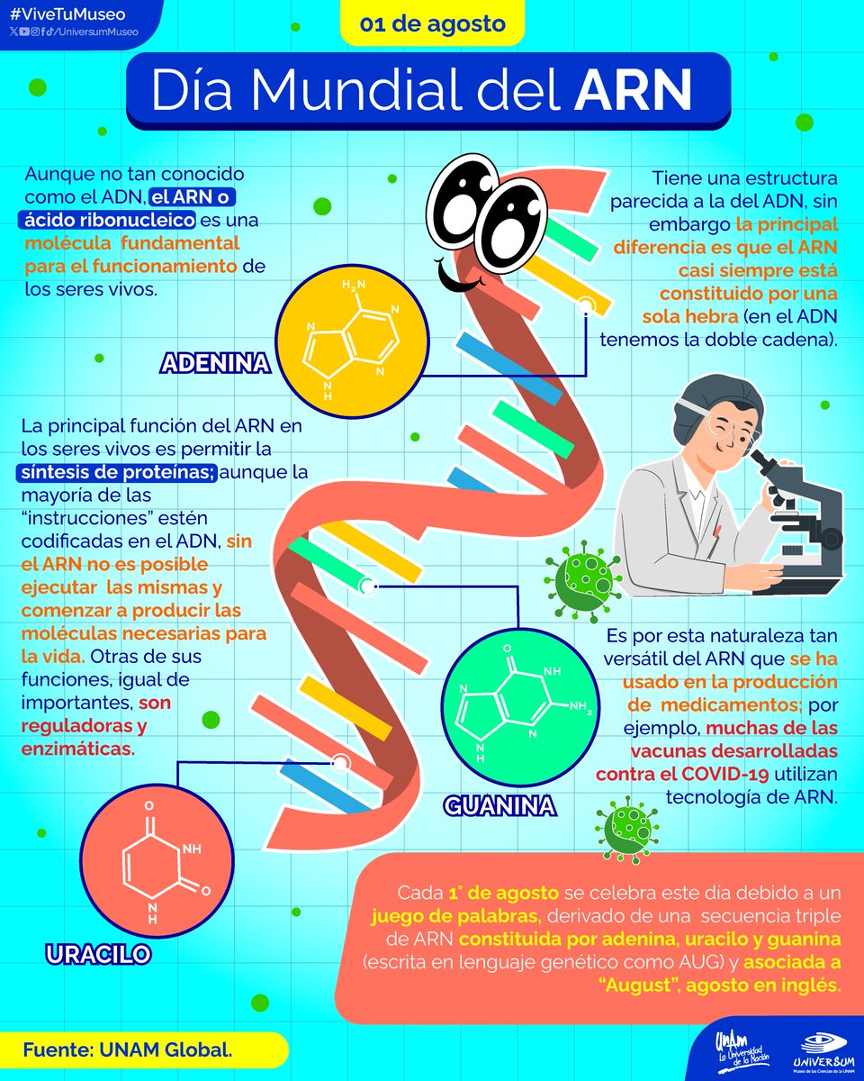 #UnDíaComoHoy es el Día Mundial del ARN 🧬

Conoce un poco sobre sus funciones y estructura 🤓👇

#ViveTuMuseo