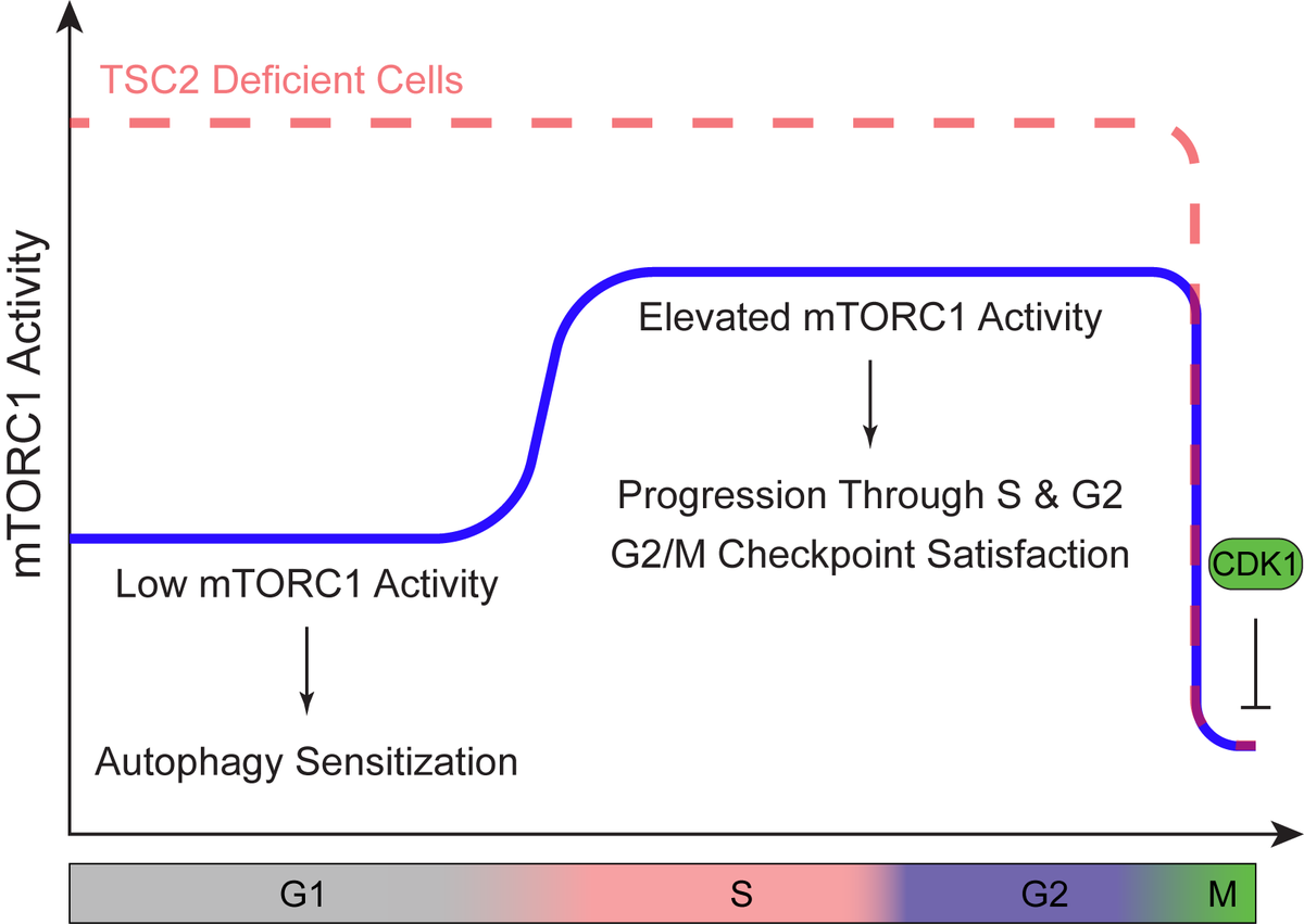 jay_n_joshi's tweet photo. 10/10 Taken together, our study reveals mTORC1 as a cell cycle-regulated kinase complex. This has important functional implications for metabolism, cell growth and proliferation. We’re looking forward to following up on many interesting questions that come out of this work! https://t.co/ng9Xyx9cHi