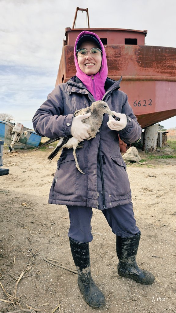 Aves Marinas y Costeras - MdP tweet media