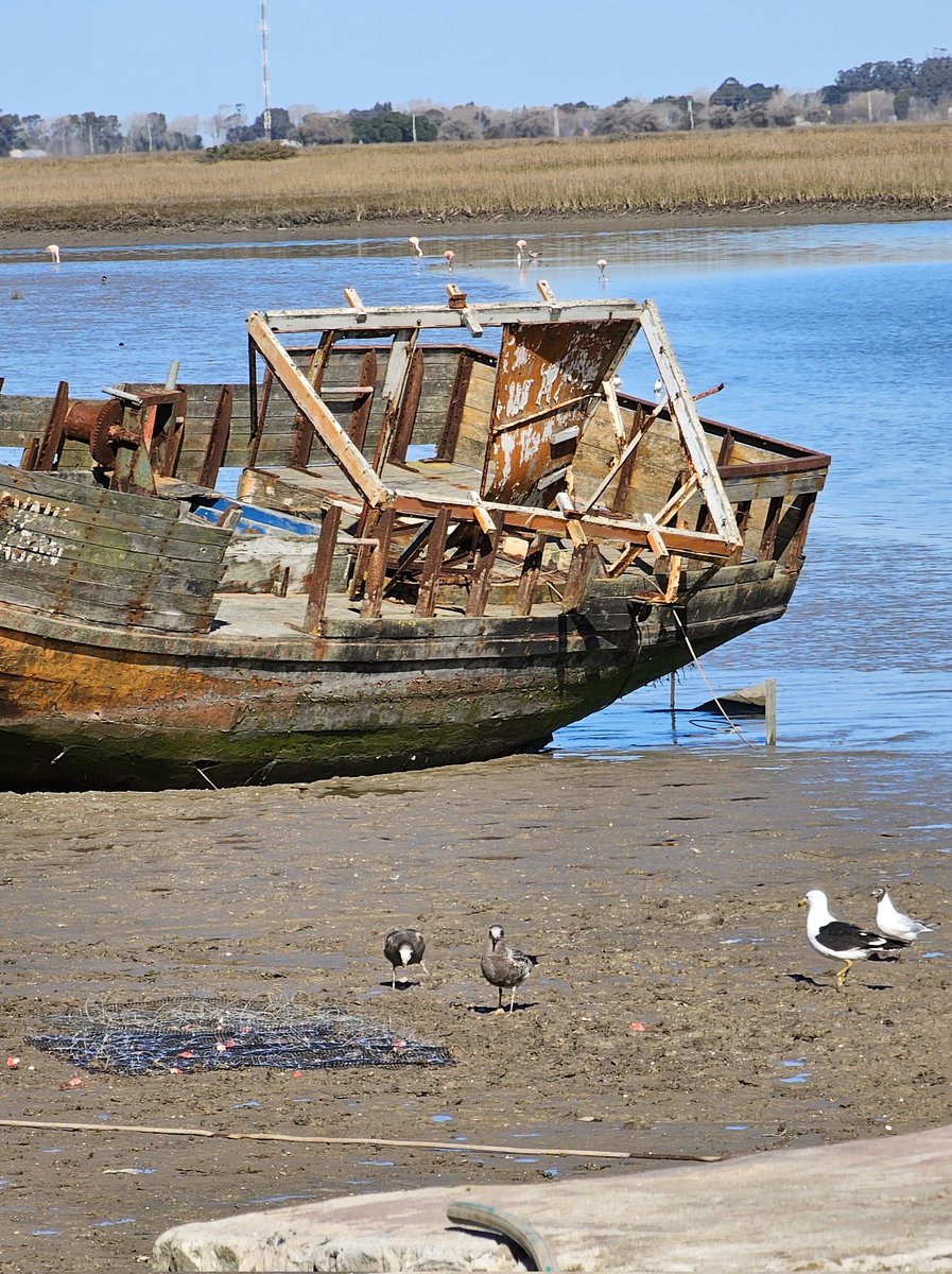 Aves Marinas y Costeras - MdP tweet media