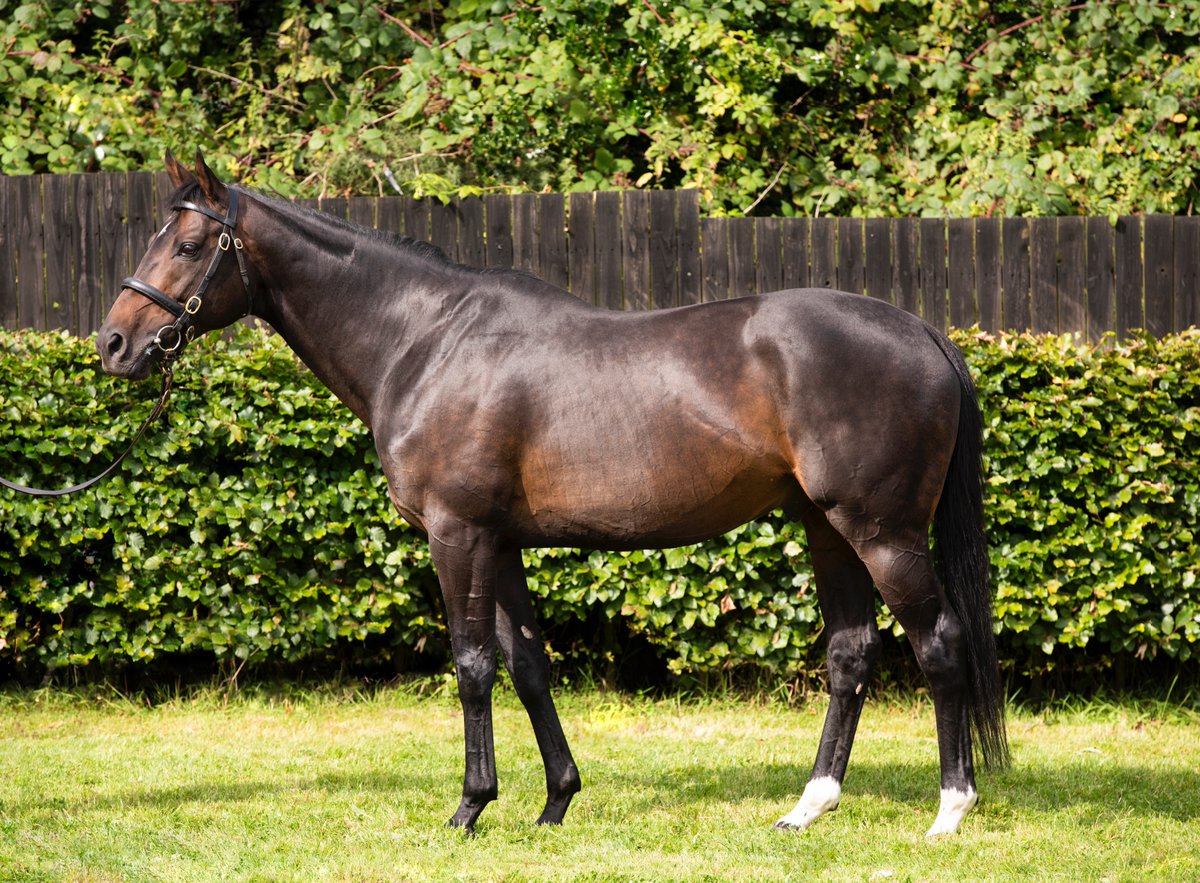 EBN (@bloodstocknews) on Twitter photo 💥 New Graded winner for <a href="/Alneparkstud/">Alne Park Stud</a>'s OCOVANGO (pic) 💥
🥇 PINKERTON wins the Gr.3 Galway Plate for trainer <a href="/tuvastables/">Noel Meade Racing</a> and owner <a href="/PhilyPolly/">Phily Polly</a>. The 8YO gelding was sold by Sladoo Farm at <a href="/Goffs1866/">Goffs</a> for €21,000.
🗞 Don't miss the winner's pedigree review in tomorrow's EBN 💥 New Graded winner for <a href="/Alneparkstud/">Alne Park Stud</a>'s OCOVANGO (pic) 💥
🥇 PINKERTON wins the Gr.3 Galway Plate for trainer <a href="/tuvastables/">Noel Meade Racing</a> and owner <a href="/PhilyPolly/">Phily Polly</a>. The 8YO gelding was sold by Sladoo Farm at <a href="/Goffs1866/">Goffs</a> for €21,000.
🗞 Don't miss the winner's pedigree review in tomorrow's EBN