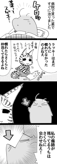 四コマ「さくらとラッキー9」
私の目が黒いうちはならぬ、私の傷が残っているうちは!

#猫 #四コマ漫画 #御かぞくさま御いっこう 