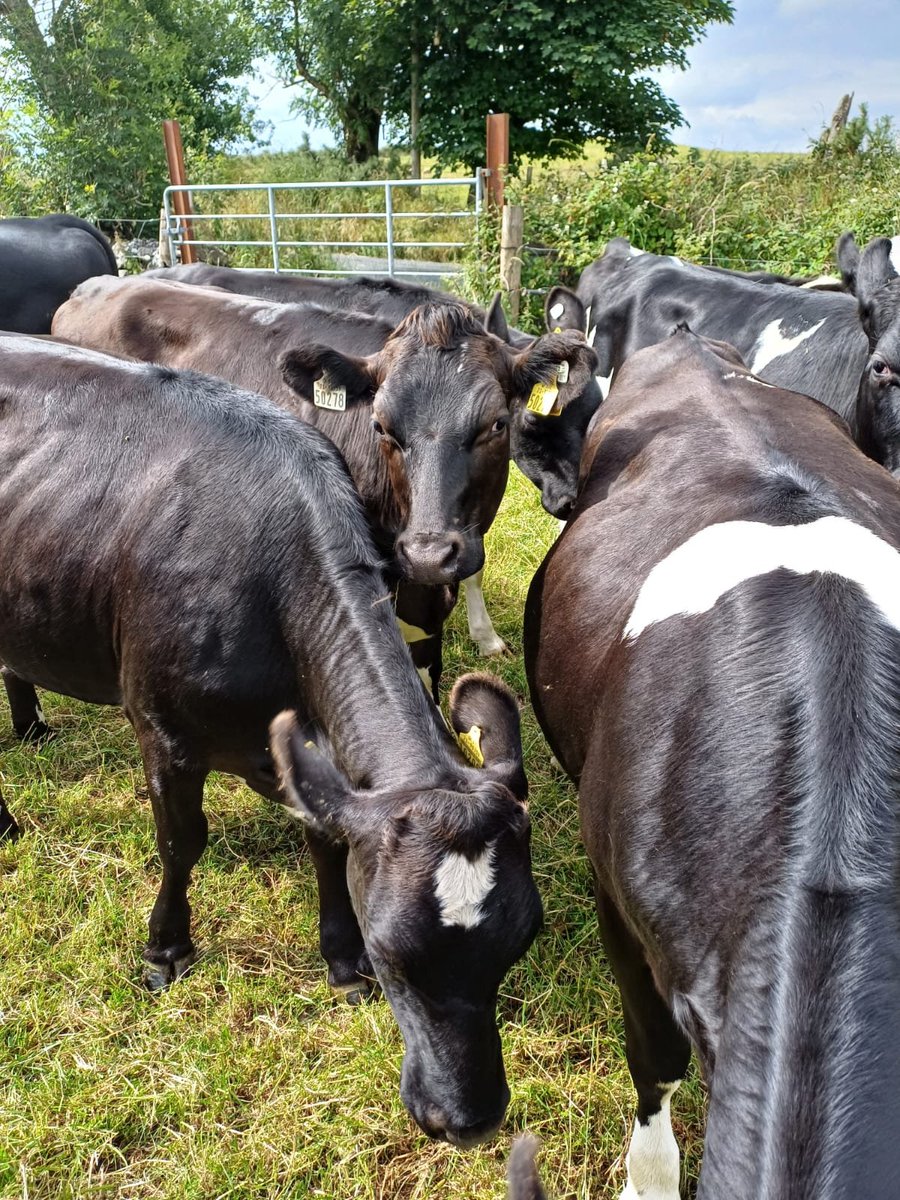 Kevin Moran tweet media