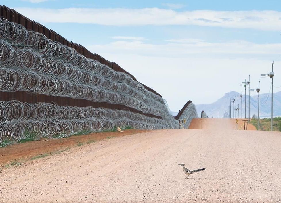 EnsedeCiencia's tweet photo. Correcaminos bloqueado por el muro fronterizo.

Esta imagen cuenta "una importante historia de la fragmentación del hábitat y cómo estructuras como el muro fronterizo pueden evitar que la vida silvestre migre y se traslade a otras áreas".

El fotógrafo mexicano, Alejandro Prieto, fue galardonado como Mejor Fotógrafo de Aves de 2021 gracias a esta fotografía de un correcaminos detenido frente al muro entre México y EE. UU.

"El muro fronterizo atraviesa desiertos, montañas e incluso manglares. Es una zona no solo desértica, sino también muy biodiversa con más de 1.500 especies de animales y plantas amenazadas por el muro", advirtió Prieto.

La imagen fue seleccionada ganadora entre otras 22.000 y según Prieto, pone de manifiesto la amenaza que supone el muro para la biodiversidad de la región fronteriza.

Foto: Alejandro Prieto.