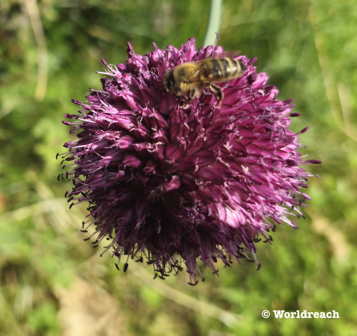 There has been much talk about he lack of bees and butterflies but my #Roundheadedleek / #roundheadedgarlic #Alliumsphaerocephalon seem to  have attracted some at last.
Photo @Worlreach
#bees #bumblebee