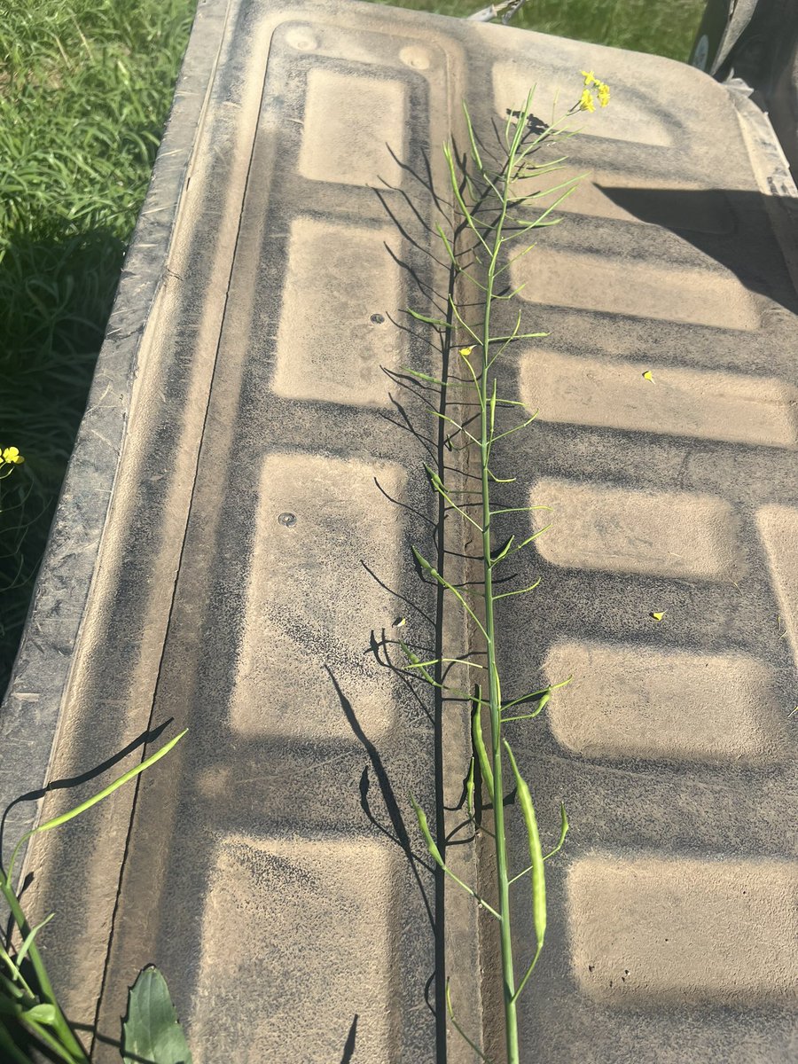 Jolene Strain tweet media