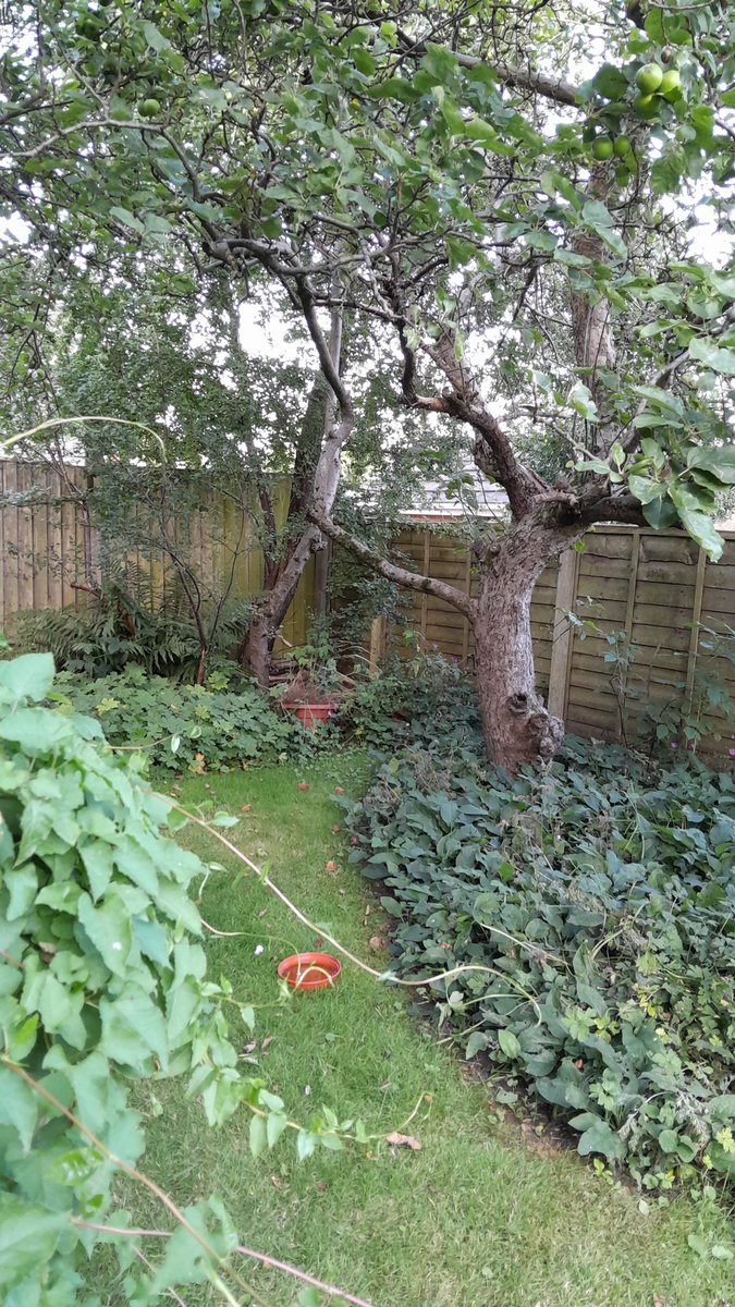In this really hot weather the coolest place in the garden is under the large apple tree where things run wild . We were delighted to be joined by a family of long tailed tits feeding on grubs in the trees oblivious to we humans.