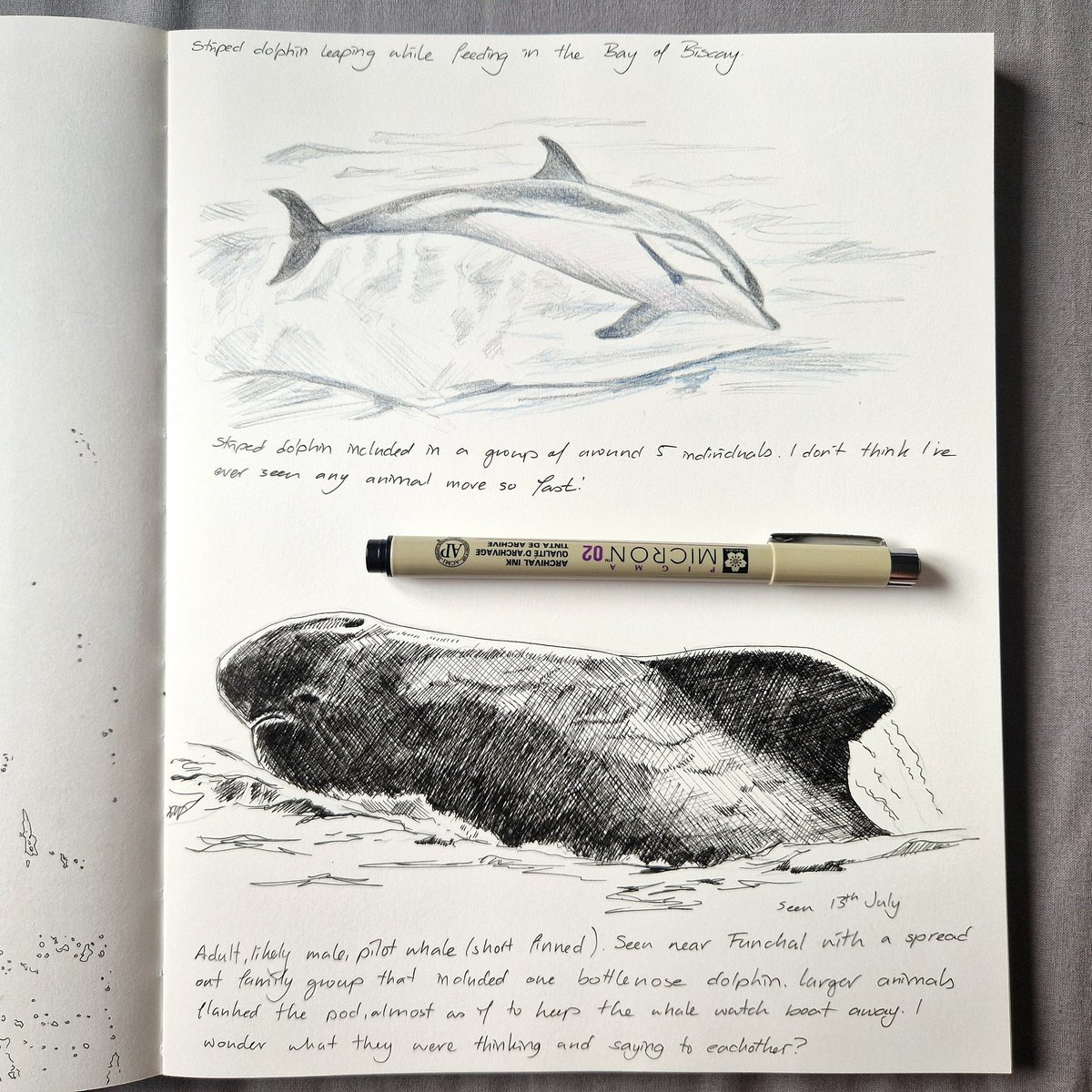 Another sketchbook page about dolphins I saw a couple of weeks back