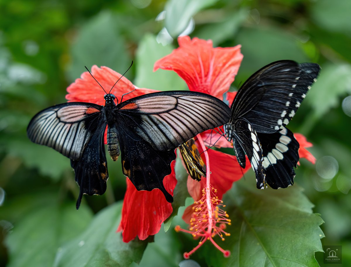 PaulVinova's tweet photo. Some recent butterfly captures 🦋
1. Yellow Mormon
2. Emeald Swallowtail
3. Blue Morpho
4. Blue Banded Eggfly
#Butterflies #Buttefly #Nature https://t.co/LbxMNF9bxy