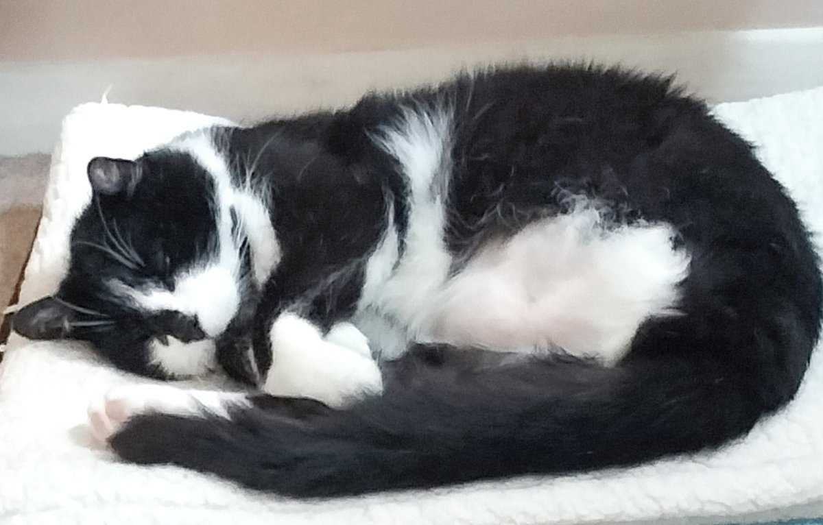 CezG75's tweet photo. @TreasuryMog #GladdersYoga Hamish asks is this 'ceptable? 😽 https://t.co/kdGYq3js6U