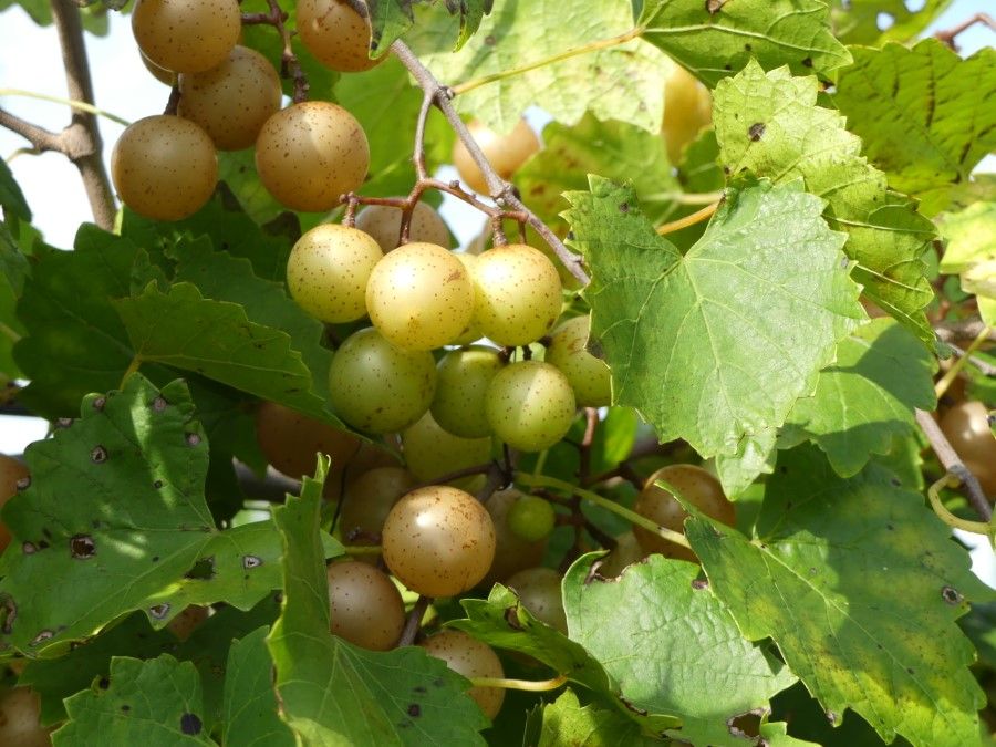 If you're heading to the Carolinas, check out this post for places to find #wine, #beer, and #whiskey.  buff.ly/4d4irwS #WineWednesday <a href="/LaurieRoweCo/">Laurie Rowe & Company</a> @visitNC <a href="/VisitSC/">Visit SC</a> <a href="/IFWTWA/">IFWTWA</a>