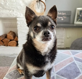 millypod1's tweet photo. ๐29 JUL 2024 #Lost ELMO #ScanMe
ELDERLY Black & Tan Chihuahua Male
East Cliff Road #Dover #Kent #CT16
PLEASE SHARE.
https://t.co/nL4Z3E1bY0 https://t.co/GyQkk1JbHB