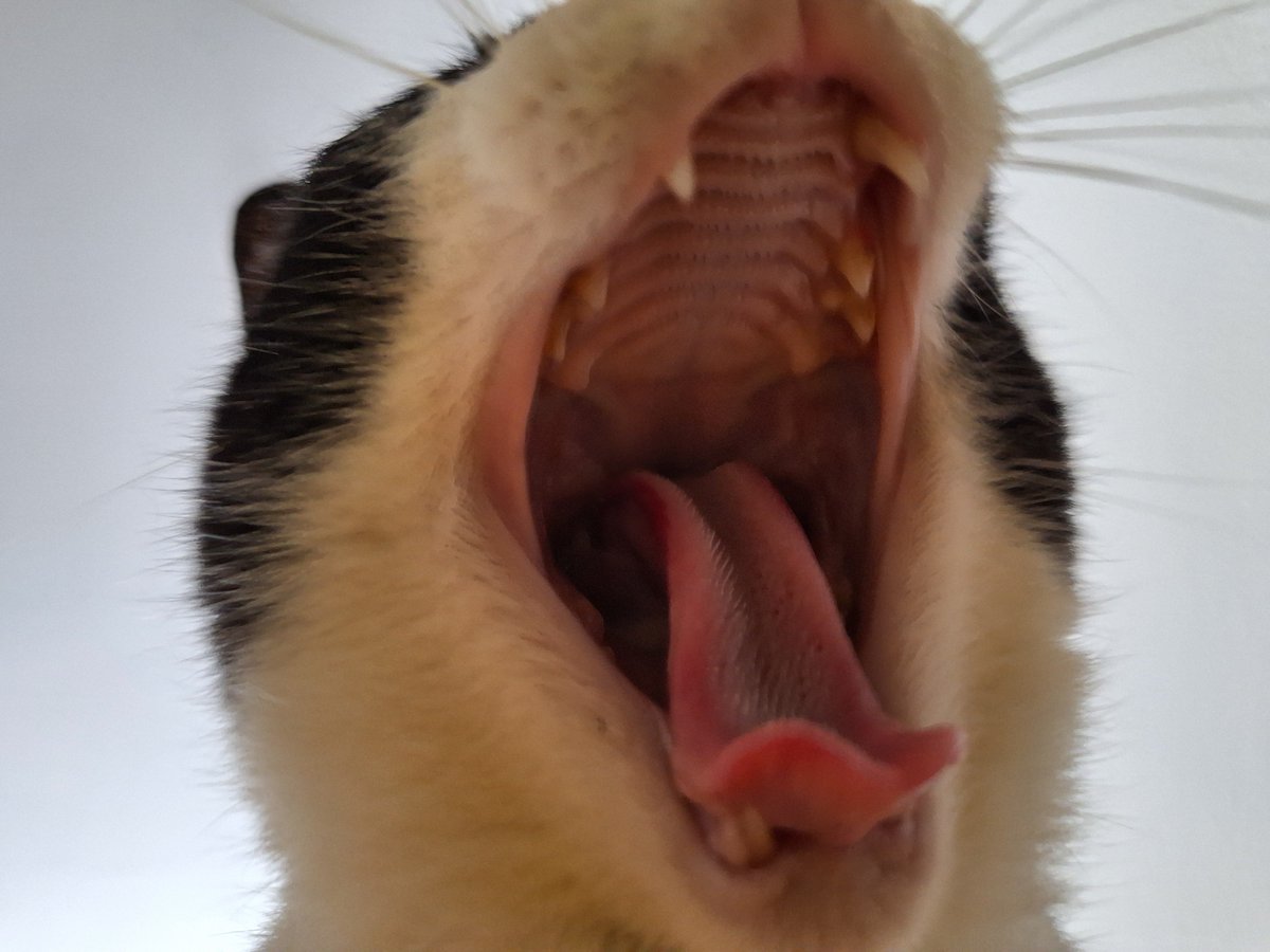 namira ⚢ rv3 (@yerimrbg) on Twitter photo 