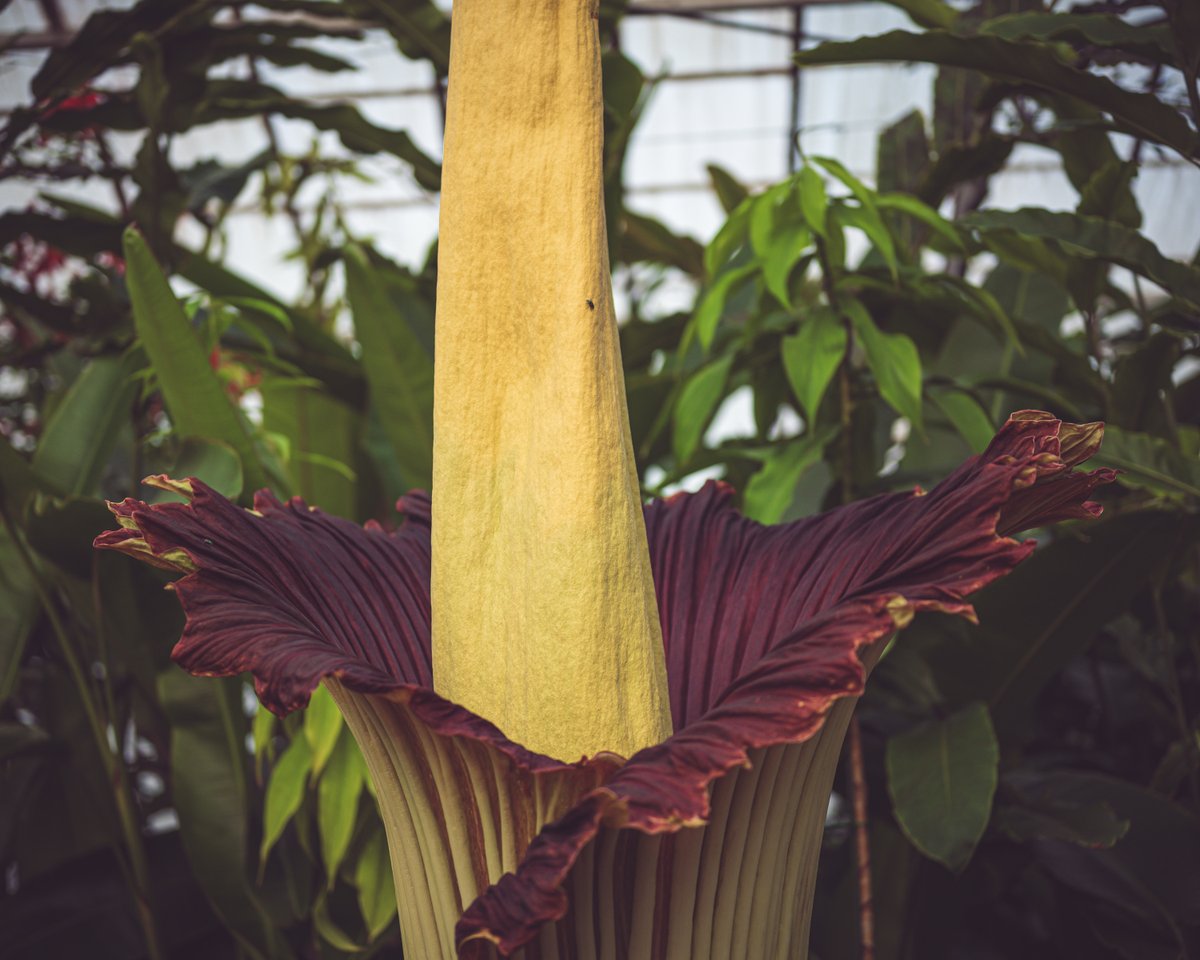 TitanArumRBGE's tweet image. As we race towards dusk my pungency is slowly infiltrating outwards, lingering at the edges of my glasshouse.  

I'm also showing a little more risqué spathe action now - the better to tempt more pollinators 😁🪲🪰

Stink-o-meter: 🤢🤢🤢🤢🤮