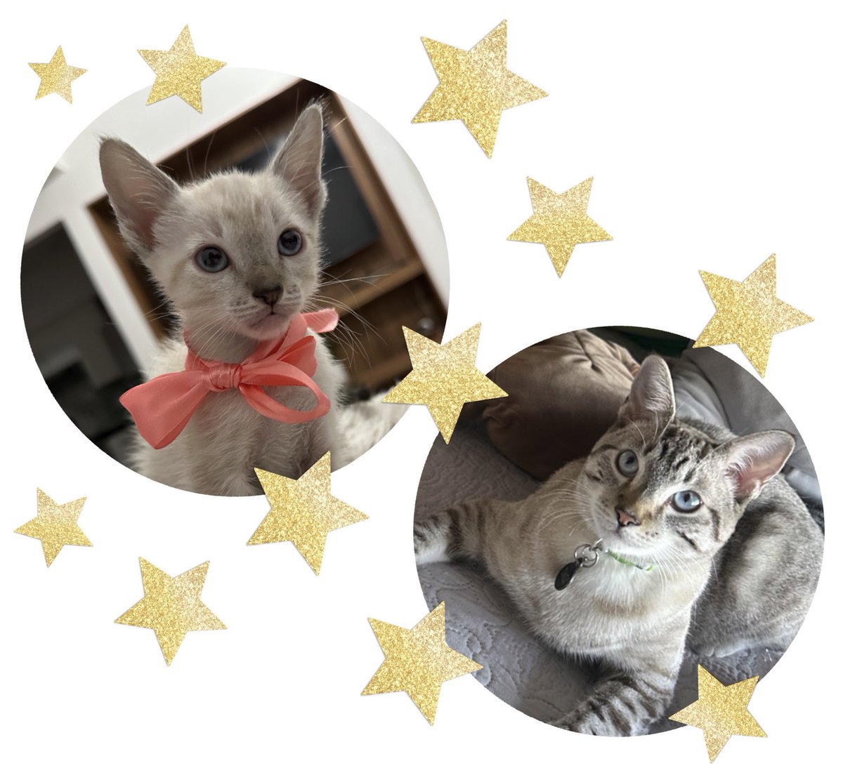 TeffMena's tweet photo. Increíble pensar que es el mismo Dalí que llegó hace 1 año! 
Felicidades al niño calamidad pero también muy cariñoso que complementó el hogar de @Faeleeme para llenarlo de locura y mucho amor! 🤍🐱⭐️ https://t.co/aluXiTuFax