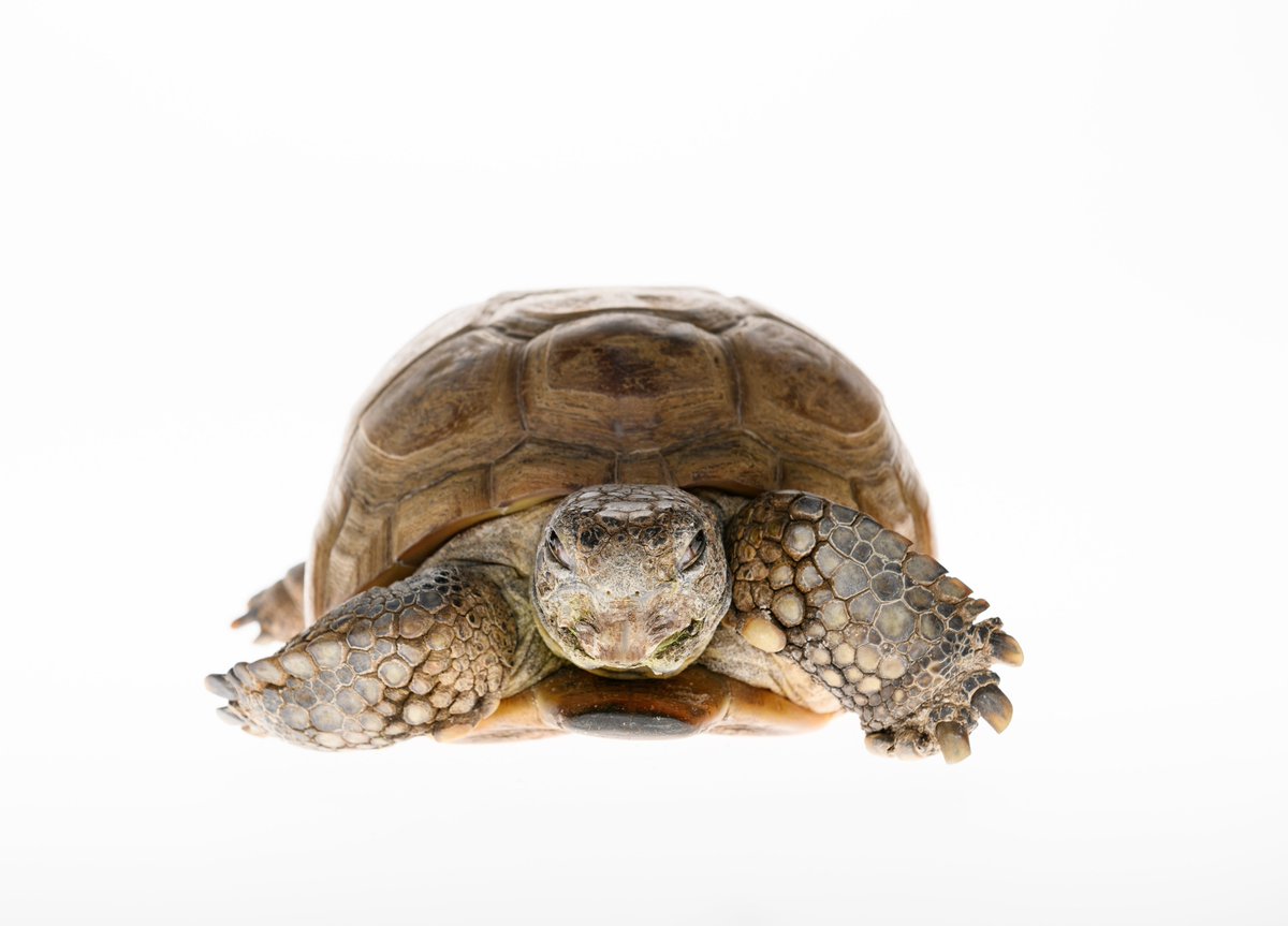 Celebrating 102 years of Gus this #AuGUSt!

Join us on August 9th, 10th and 11th at 2:00pm for official hatchday celebrations. 🥳

#Halifax #NovaScotia #GusMNH