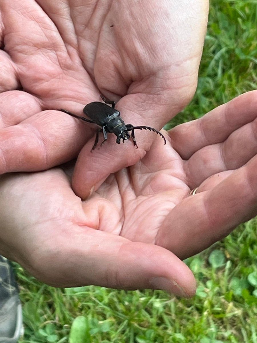 EvaGlattau's tweet image. #Ferienprogramm #Waldpädagogik #MarktgemeindeAschach #Pesenbachtal baumliebe.at 🌲🌳💚