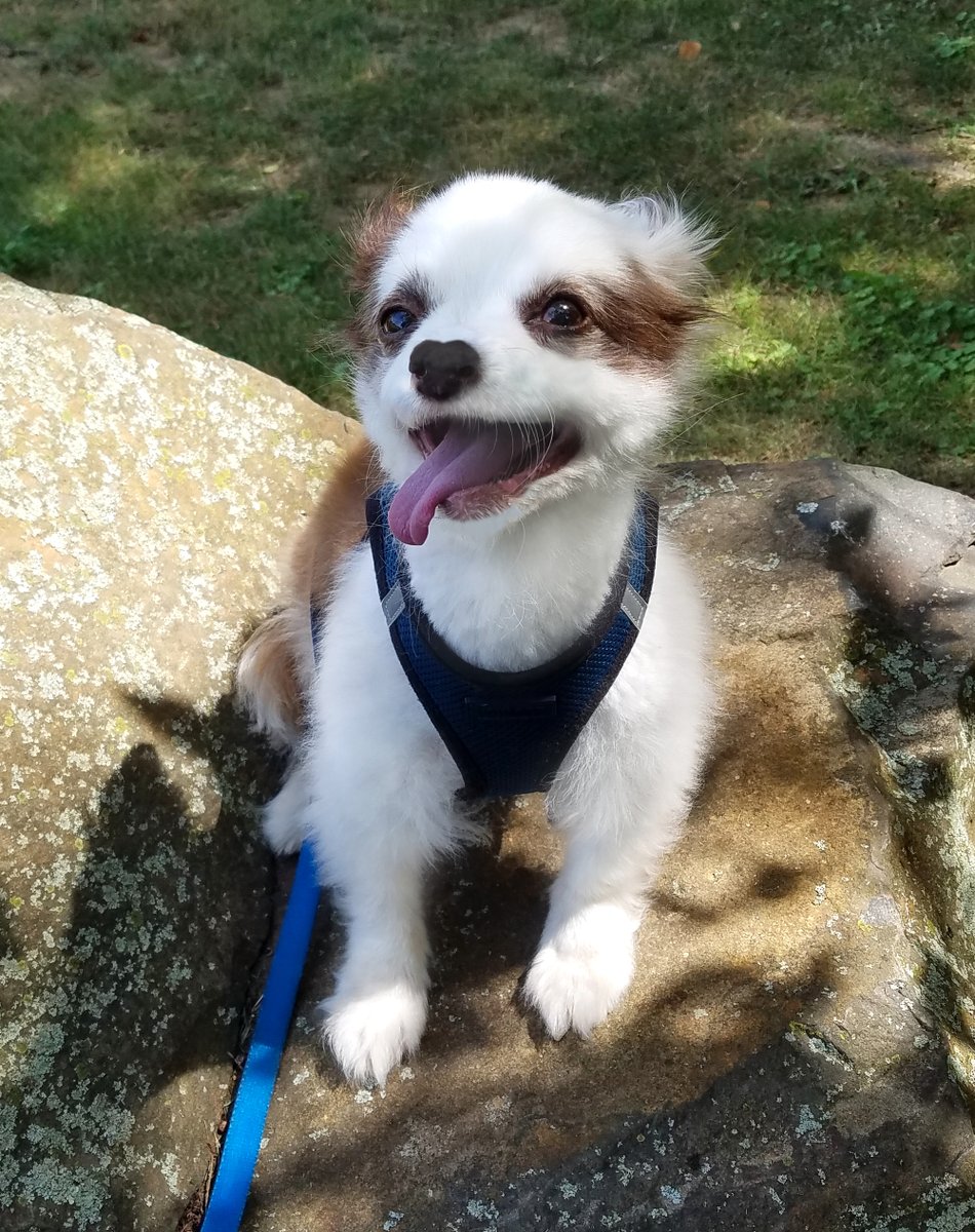 CharliePawsUp's tweet photo. Mama took me to da park!🌲
I climbed dis jumbo rock &amp; shouted:
"I'm da King of Da Mountain!"
Mama: "Charlie, it's only 6 inches high."
I said "Mama... don't harsh my vibe."🤭
And we laughed &amp; laughed!🤣🤣
➡️Did yoo see my PINNED TWEET?
Please RETWEET it!♥️🐶
#dogsoftwitter #ZSHQ https://t.co/e6WJfPY2tw