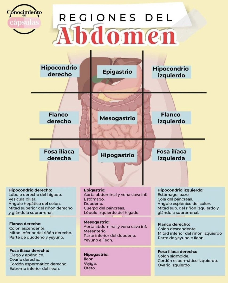 farmacotips's tweet photo. Regiones del abdomen debes recordar:

/Conocimiento en Capsulas https://t.co/qdSQ3kyfPc