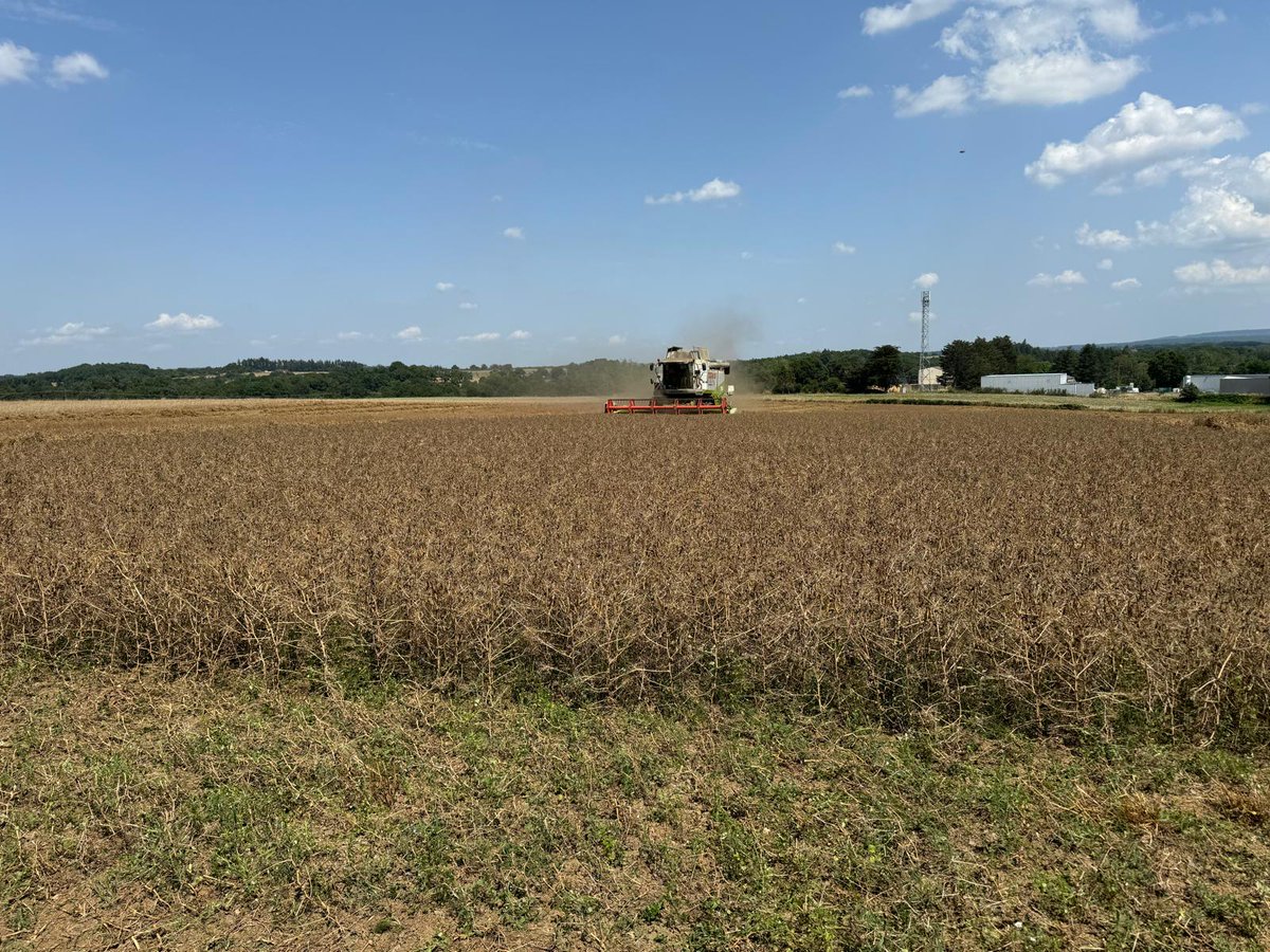 GuernionMuriel's tweet image. Dernière récolte (🫡 fin juillet) : Moisson des #Pois #Protéagineux de Printemps 🫛. C'est sec, pas vert comme les Petits Pois 🫛🟢🟢🟢D'Aucy. #FrAgTw