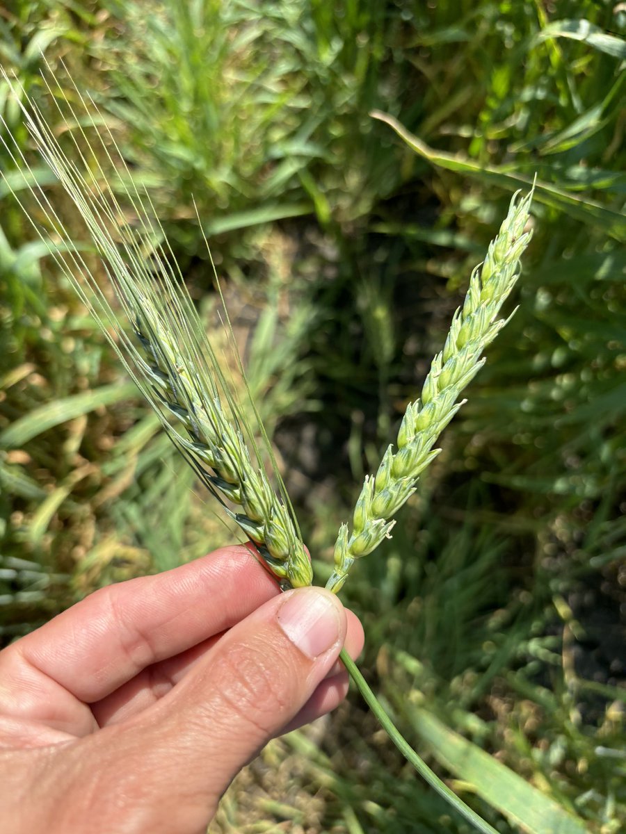 Awned versus awnless wheat spikes, does it matter? Share your thoughts 👇

<a href="/AAFC_Canada/">AAFC Canada</a> @SantoshAAFC <a href="/SaskWheat/">Sask Wheat</a> <a href="/mb_cropalliance/">Manitoba Crop Alliance</a> <a href="/AlbertaGrains/">Alberta Grains</a> 

#WestCdnAg #CdnAg