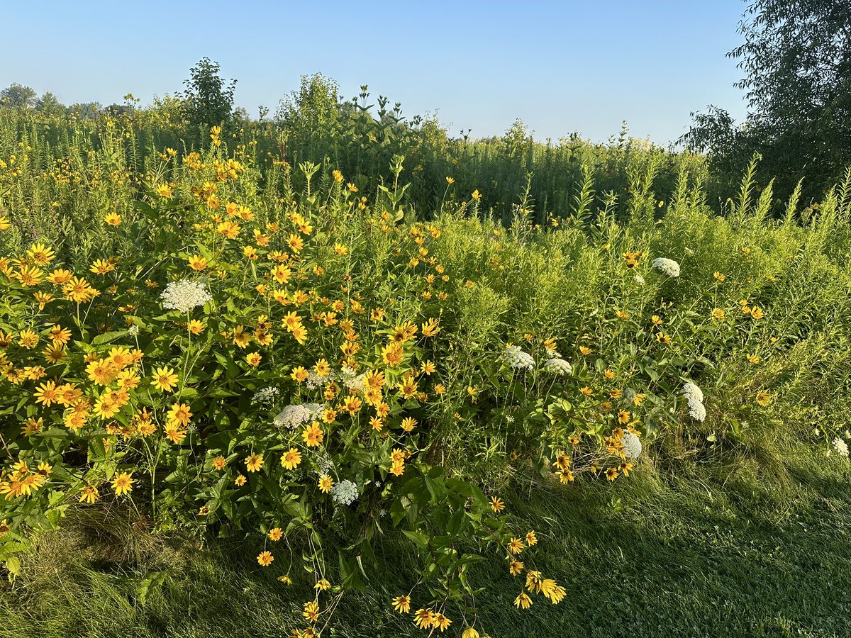 Flowers. Illinois has beautiful wildflowers. #gratefuledu