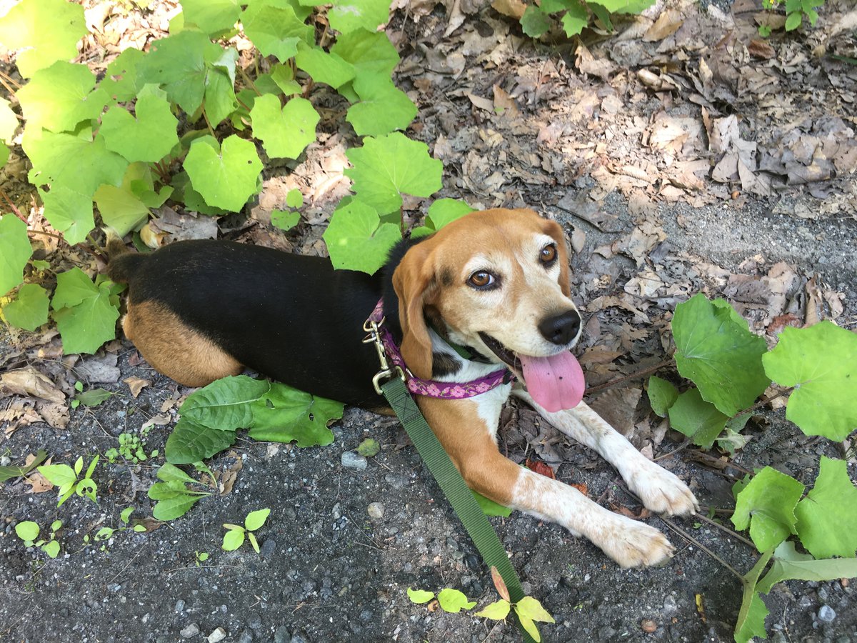 B.O.N.E.S. Beagles tweet media