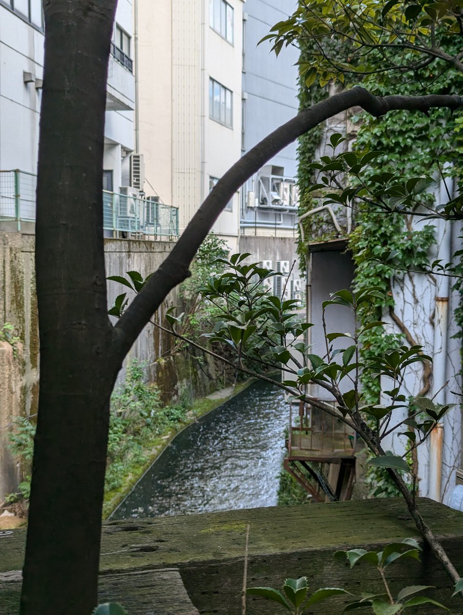 shibazushipr's tweet photo. おはようございます!
香林坊でみることができる『用水の都』金沢の趣深い場所です。
ビルの合間を流れる鞍月用水。
#芝寿し
#毎日挨拶ポス
#83d
#金沢 #香林坊
#鞍月用水 https://t.co/4p3RsJXVsp