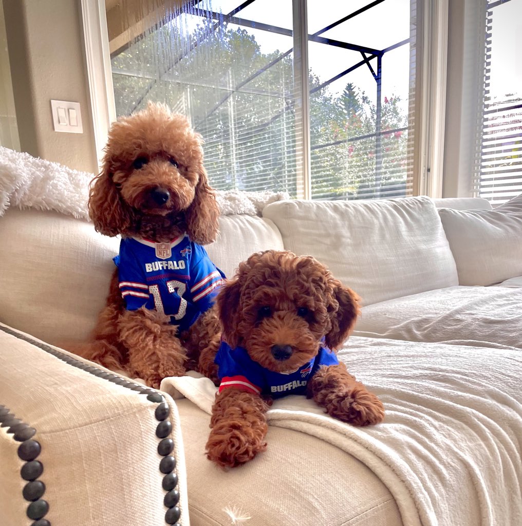 And then there were 2! 🐕🐕
Welcome to the family, Milo Bogumil 04/02/2024 🐶🐾
#Puppiesofinstagram #goldendoodlelove #welcometothefam #newdog #milo #puppylove #puppylife #puppygram #nfl #nflbills #bills #dogjerseys