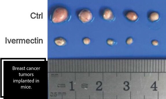 RegimeChangeBC's tweet image. Spread the word to all those getting sick so much, ivrmctn assists your cell in 14 ways and that can't hurt. Prophylactics are medicines to avoid illness. We should all just take a dose once a Season. #bcpoli #bctf #bcnu its 66x safer than Tylenol &amp;amp; works on #cancer too. #yyj