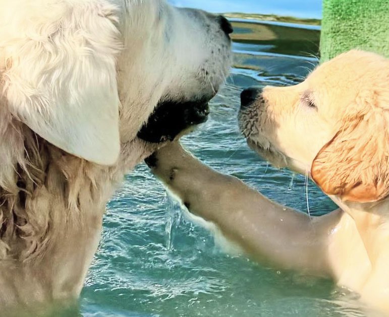 GRPawPics's tweet photo. 🥹🥹🥹 https://t.co/h28idl0Zt3