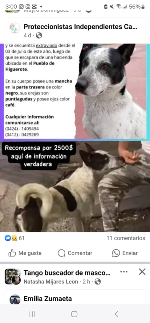 𝕄𝕒𝕣amos24 (@margararamos) on Twitter photo No olvidemos a Manchas, sigue su búsqueda y se ofrece recompensa.En las fotos monto de la recompensa e información. Por favor máxima difusión.<a href="/DUINCONSUELOC/">2C@#DUINCONSUELOC</a> <a href="/eriniand/">Selene</a> <a href="/Ma_Elisa_G/">#VzlaEntrampadaEntreDuplaMudPsuv🇻🇪🇻🇪</a> <a href="/manosdlsangeles/">manosdelosangeles</a> <a href="/maritesotelo/">Marite Sotelo</a> <a href="/Mary_Jar/">🟣Mary X 🐕🐈</a> <a href="/Mary_Vzlna/">Mary</a> <a href="/MorenoRosales21/">MorenoR</a> @naranjara <a href="/PerroUsuario/">PerroUsuario Wof '•'</a> No olvidemos a Manchas, sigue su búsqueda y se ofrece recompensa.En las fotos monto de la recompensa e información. Por favor máxima difusión.<a href="/DUINCONSUELOC/">2C@#DUINCONSUELOC</a> <a href="/eriniand/">Selene</a> <a href="/Ma_Elisa_G/">#VzlaEntrampadaEntreDuplaMudPsuv🇻🇪🇻🇪</a> <a href="/manosdlsangeles/">manosdelosangeles</a> <a href="/maritesotelo/">Marite Sotelo</a> <a href="/Mary_Jar/">🟣Mary X 🐕🐈</a> <a href="/Mary_Vzlna/">Mary</a> <a href="/MorenoRosales21/">MorenoR</a> @naranjara <a href="/PerroUsuario/">PerroUsuario Wof '•'</a>