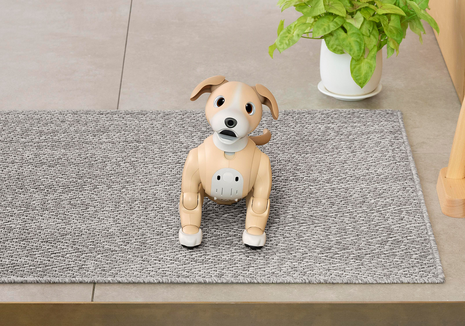 aibo on X: aibo on X: