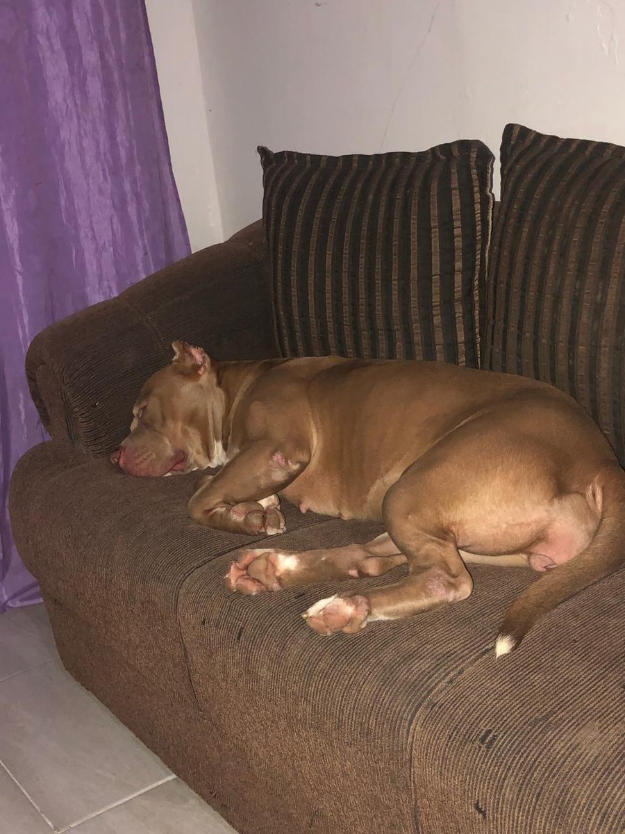 Meu amor é todo seu ❤️ 🐕