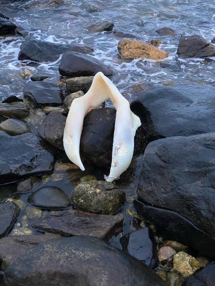 marsfarmer75's tweet photo. @_holyspokes Haha! I found that too! All my nerd friends say it’s a basking shark. Here’s a few pics from a few days earlier, before it ended up in the cove https://t.co/O5C99Xa5vP
