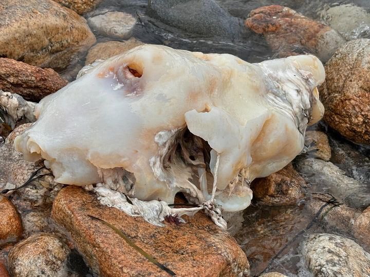 marsfarmer75's tweet photo. @_holyspokes Haha! I found that too! All my nerd friends say it’s a basking shark. Here’s a few pics from a few days earlier, before it ended up in the cove https://t.co/O5C99Xa5vP