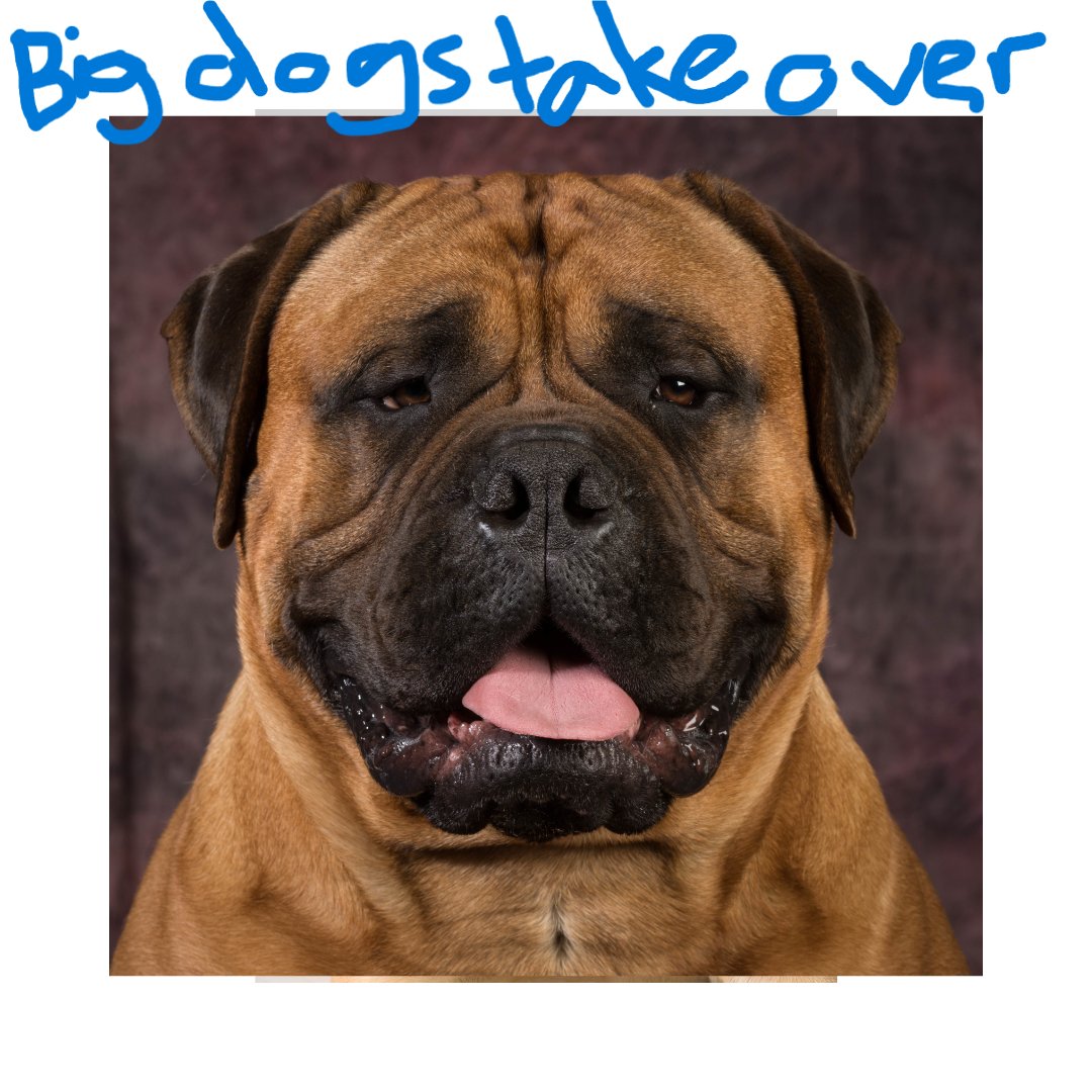 slobbameme's tweet photo. It's time for the Big Dogs to play. Move over small dogs. #slobbameme $slobba #Slobba https://t.co/rSmX71a53c