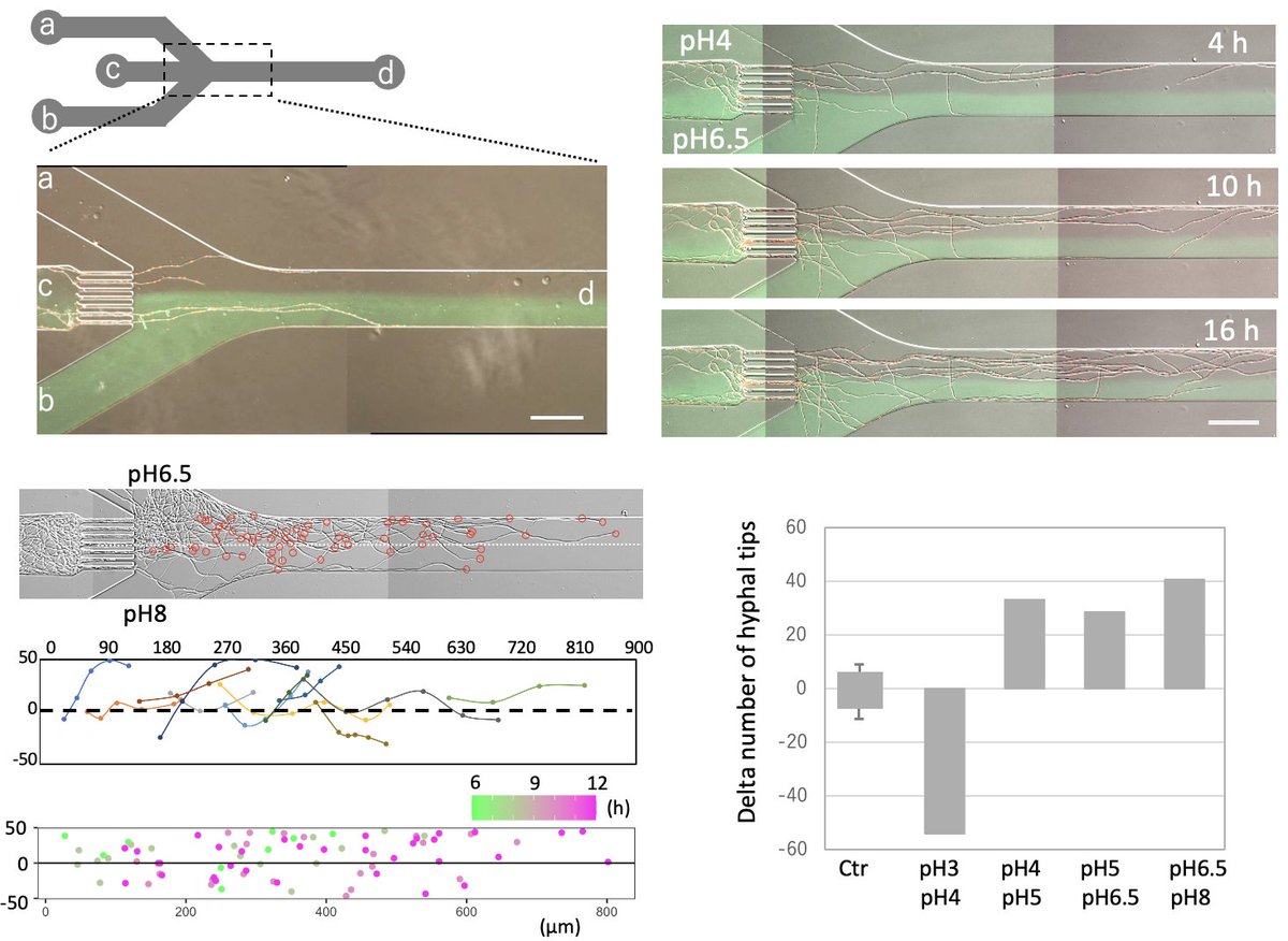 Norio Takeshita tweet media
